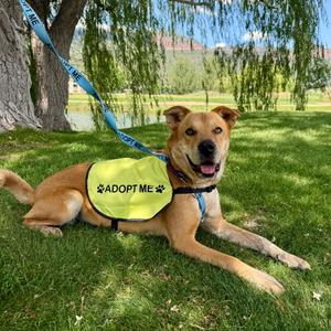 Bindi, Husky, adult, available for adoption