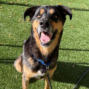Rufus, Shepherd, adult, available for adoption