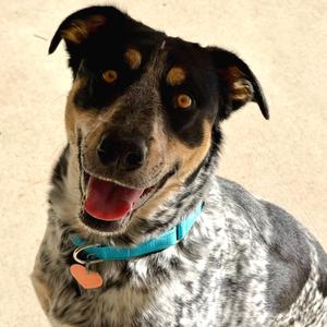 Darlin, Cattle Dog, Australian (Blue Heeler), young, available for adoption