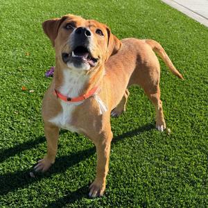 Gabbeh, Mixed Breed (Medium), adult, available for adoption