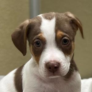 A close-up of a brown and white puppy with floppy ears and big eyes, looking directly at the camera.