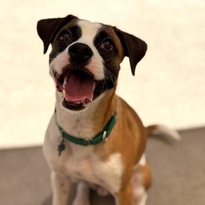 Uba, Hound, young, available for adoption