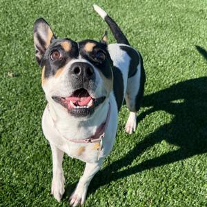 Makayla, Mixed Breed (Medium), adult, available for adoption