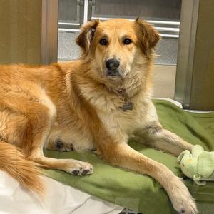 Emily, Shepherd, adult, available for adoption