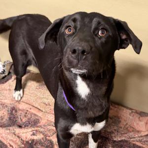 Navi, Collie, Border, young, available for adoption
