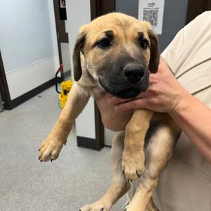 Ara, Shepherd, German, puppy, available for adoption