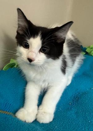 Diego, kitten, available for adoption