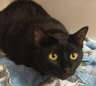 Loki, adult, available for adoption