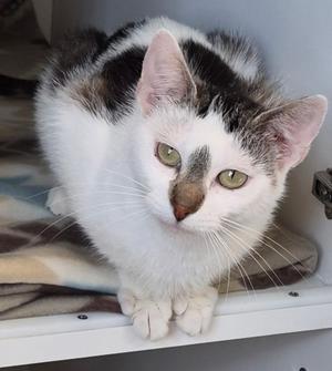 Esther, young, available for adoption
