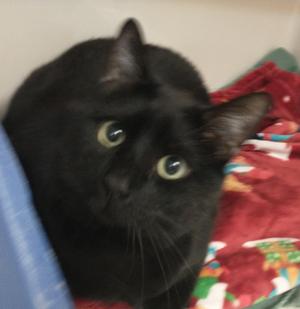 Blue, adult, available for adoption