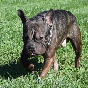 Rex, French Bulldog / Boston Terrier, young, available for adoption