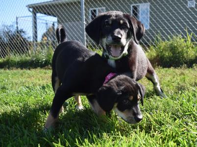 Vera, Mixed Breed, puppy, available for adoption