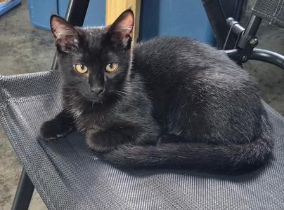Finley, kitten, available for adoption