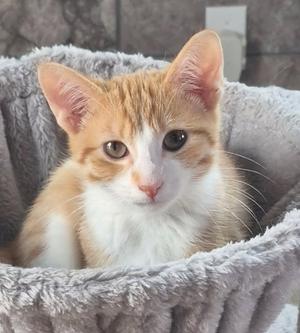 Kumquat, kitten, available for adoption