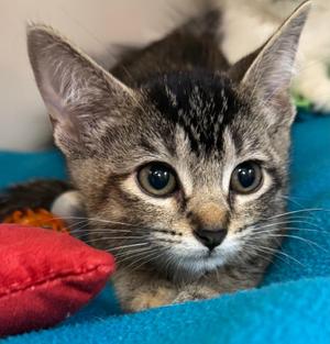 Alexia, kitten, available for adoption
