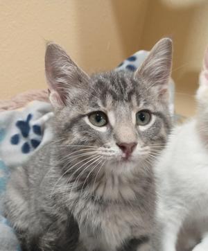 Piper, kitten, available for adoption