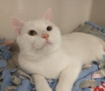 Nala, young, available for adoption