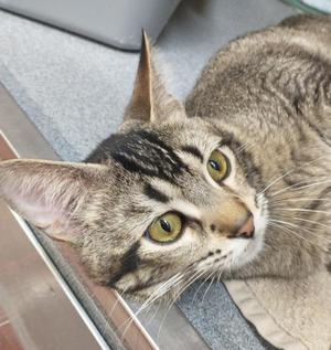 Johan, adult, available for adoption