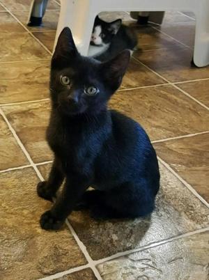 Lindy, kitten, available for adoption