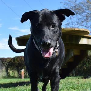 Elsa, Black Labrador Retriever / German Shepherd Dog, adult, available for adoption