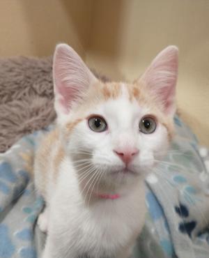 Polka, kitten, available for adoption