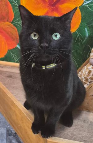 Larry, young, available for adoption