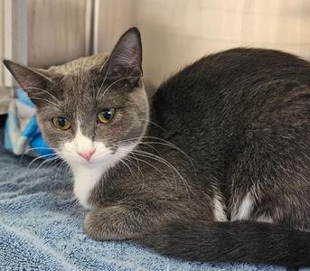 Ginger, young, available for adoption