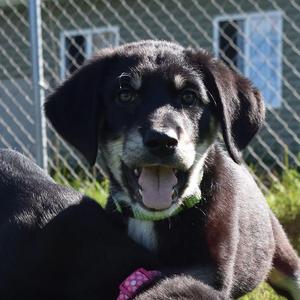 Maureen, Mixed Breed, puppy, available for adoption
