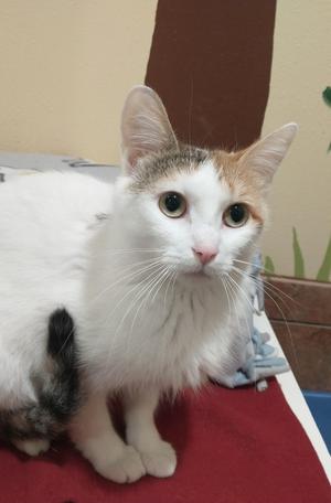 Darcy, young, available for adoption