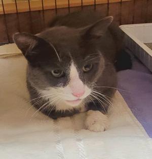 Norman, adult, available for adoption