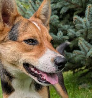 Fritz, Australian Cattle Dog / Blue Heeler, puppy, available for adoption