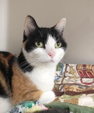 Lizzy, senior, available for adoption