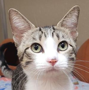 Franz, adult, available for adoption