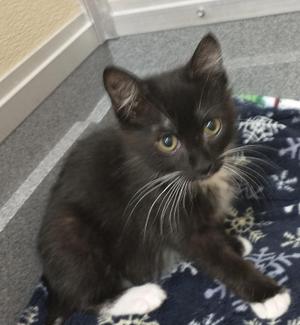 Chaplin, kitten, available for adoption