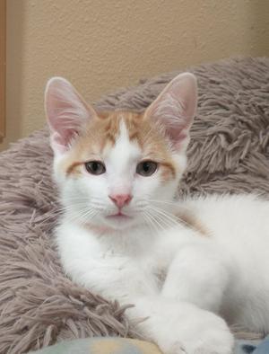Dwight, kitten, available for adoption