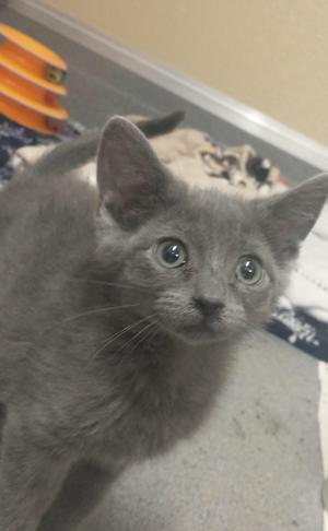 Maizie, kitten, available for adoption