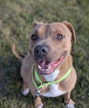 Biscuit, Terrier, adult, available for adoption