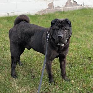 Floyd, Mixed Breed, adult, available for adoption