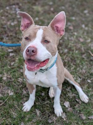 A tan and white pitbull-type dog sits on grass, looking at the camera with its mouth open and tongue visible.