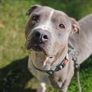 Bubby, Mixed Breed, adult, available for adoption