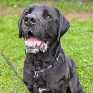 Akela, Mastiff, adult, available for adoption