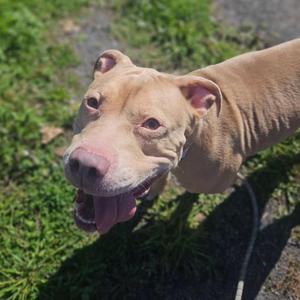Bucky, Mixed Breed, adult, available for adoption