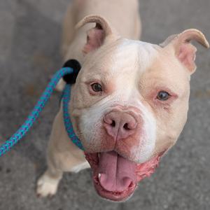 A light-colored pit bull dog with its tongue out, wearing a blue collar and leash.