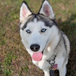 Bella, Siberian Husky, adult, available for adoption