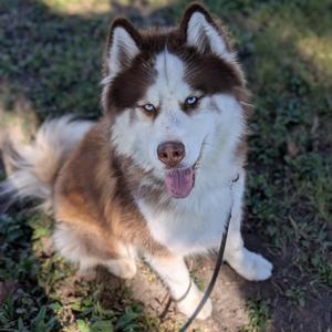 Bagel, Mixed Breed, adult, available for adoption