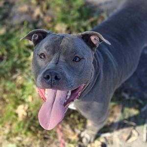 A gray pit bull dog with its tongue out, standing outdoors on grass.