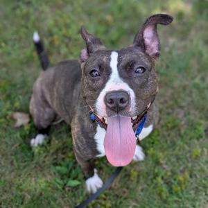 A happy pit bull terrier with a white stripe on its face and a pink tongue sticking out, standing on grass.