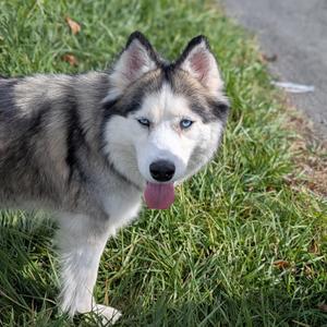 Ella, Siberian Husky, adult, available for adoption