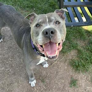 A gray dog with a purple collar, standing on grass and looking up with its mouth open.