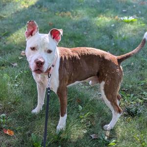 A brown and white dog standing on grass with a leash attached to its collar.